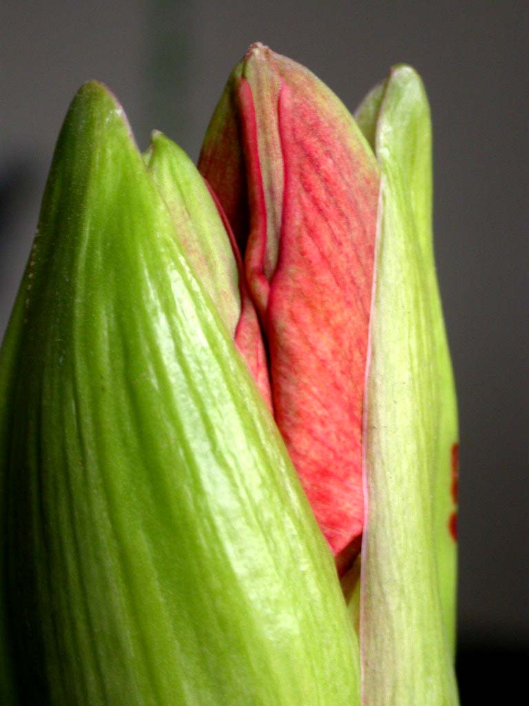 Amaryllis