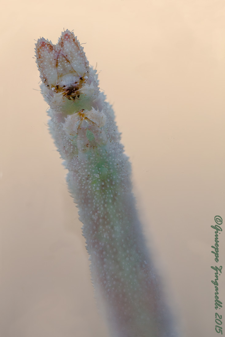 Agriopis aurantiaria