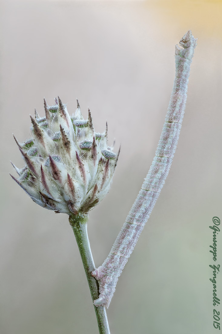 Larva di Agriopis aurantiaria