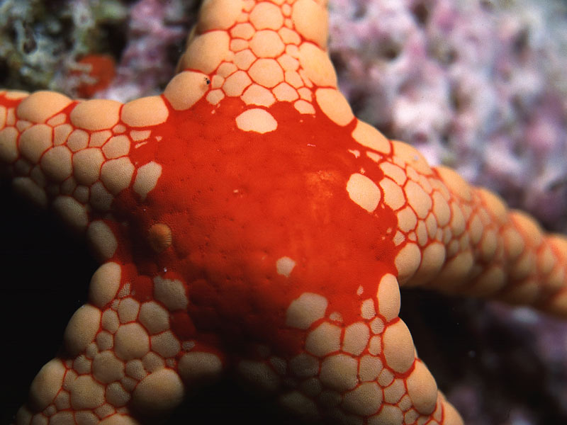 C'� un piccolo avannotto...