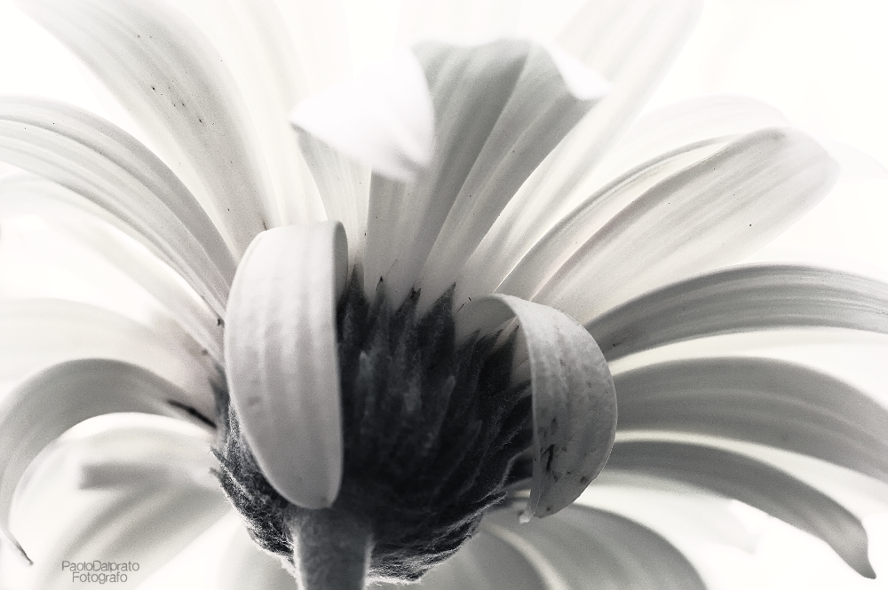 Non faccio foto di fiori