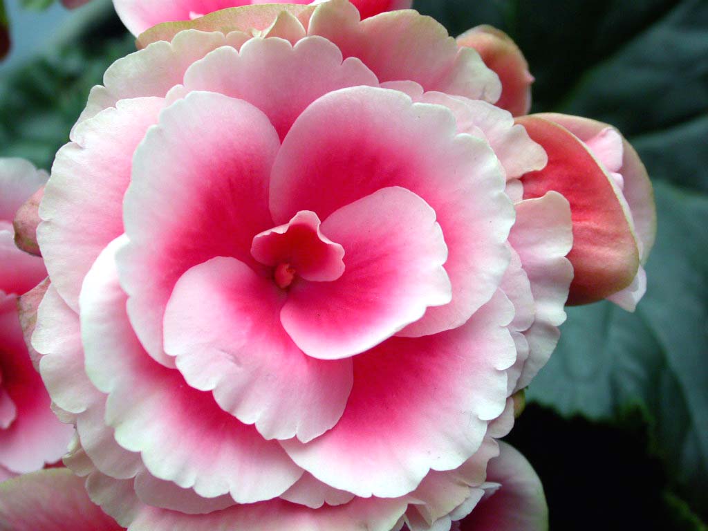 begonia
