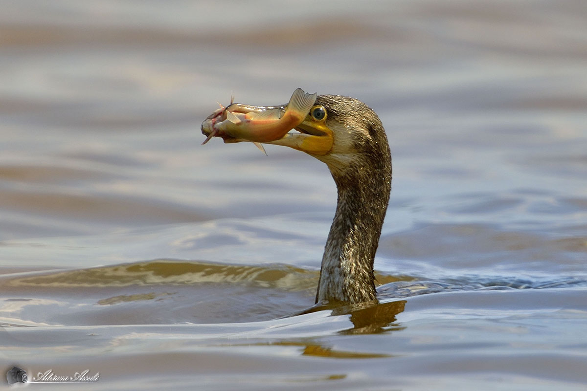 Un pescatore di classe