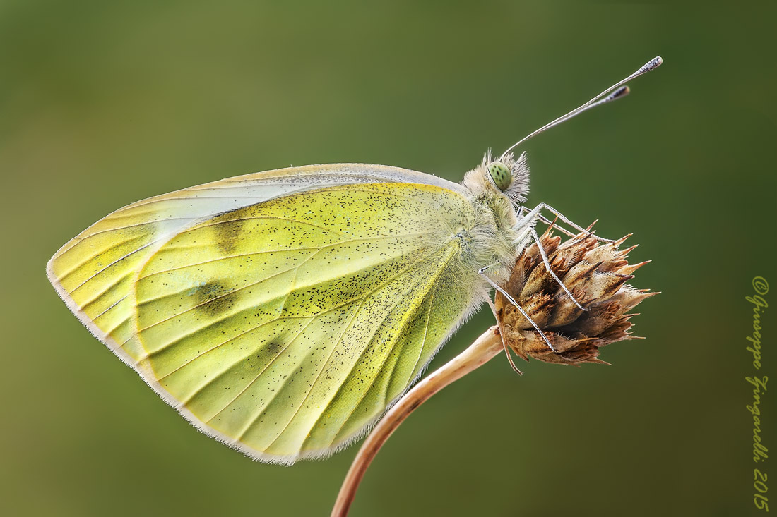 Pieris brassicae