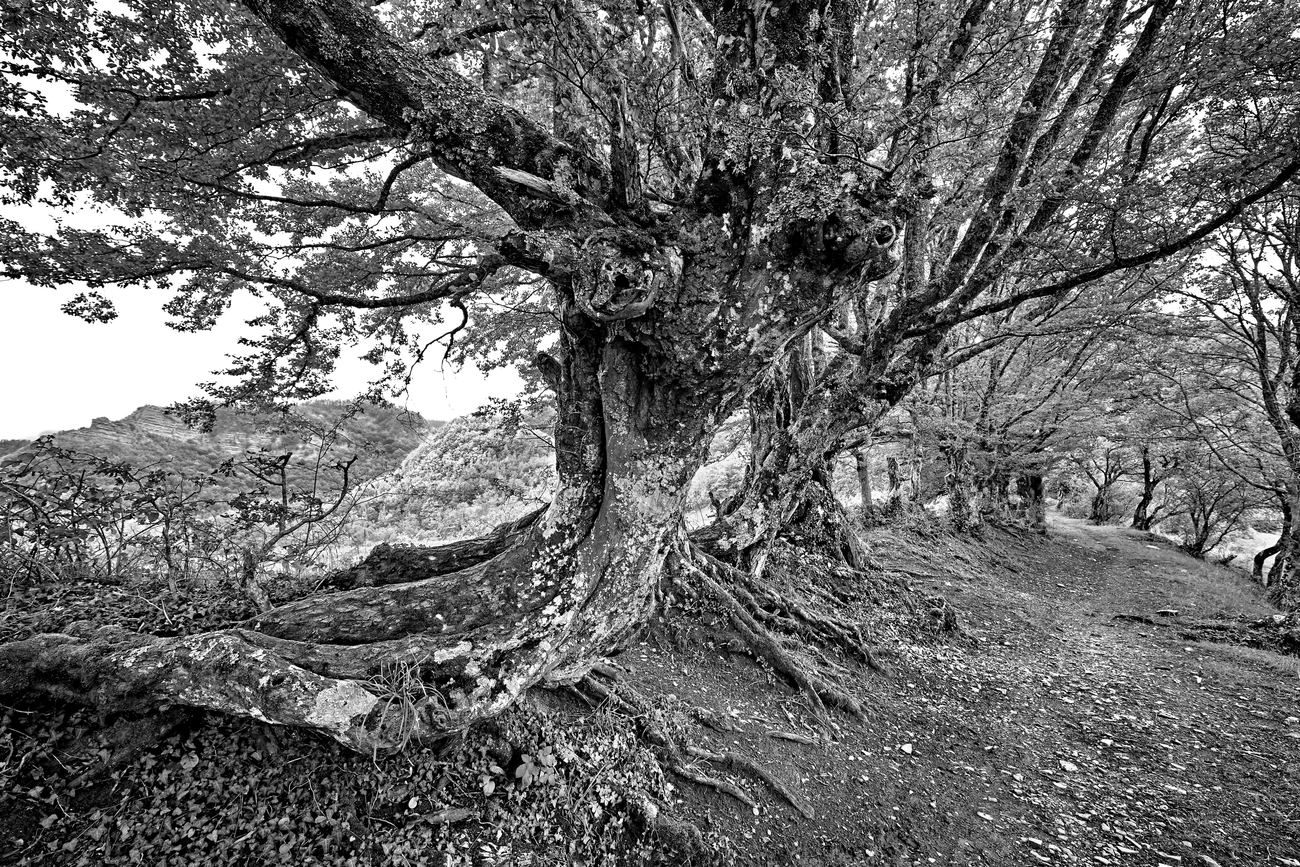 La strada per Nasseto