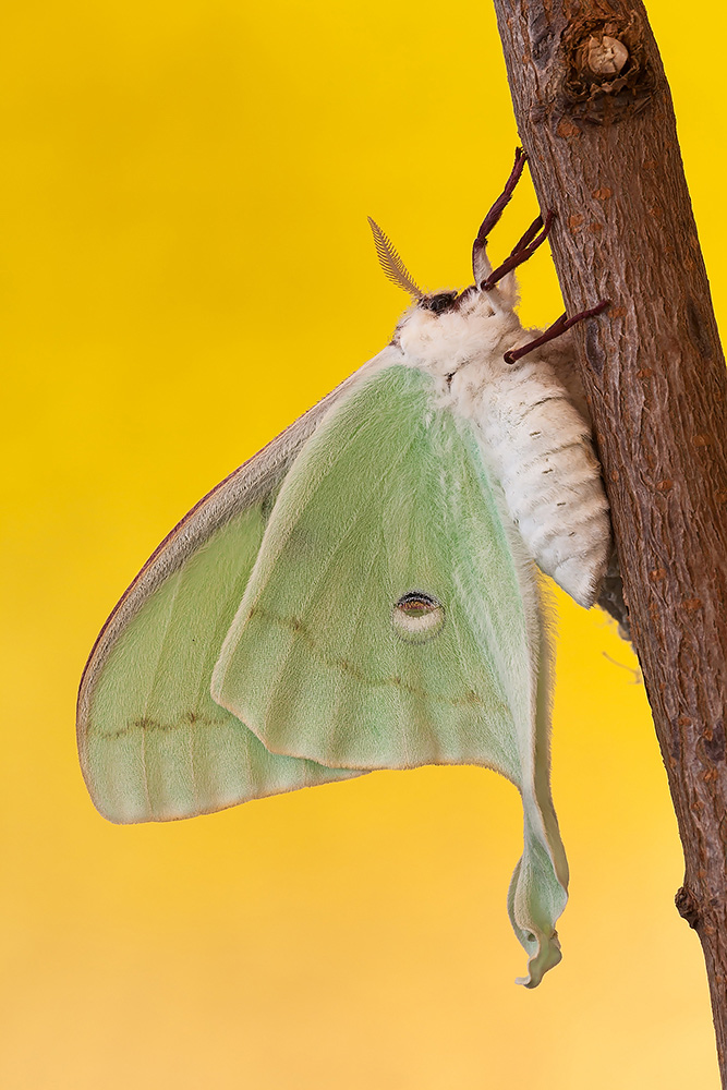 Actias luna