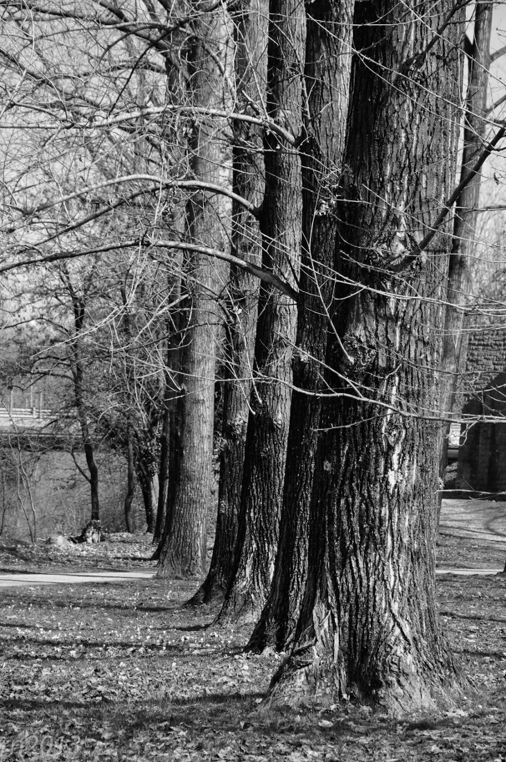 passeggiando al parco...