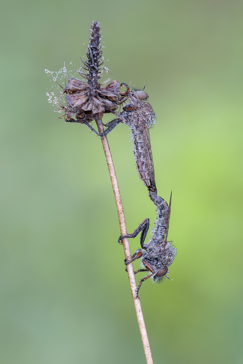 Asilidi in accoppiamento