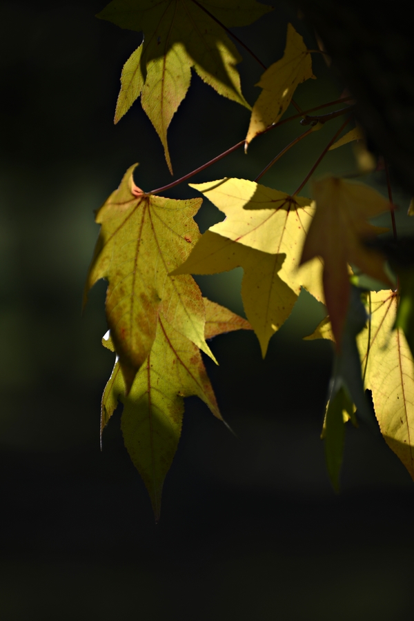 Finalmente l'autunno2