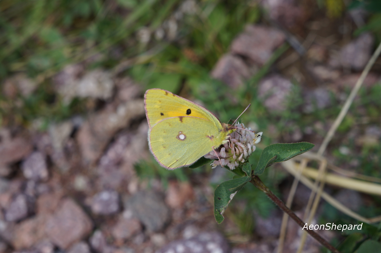 Colias phicomone