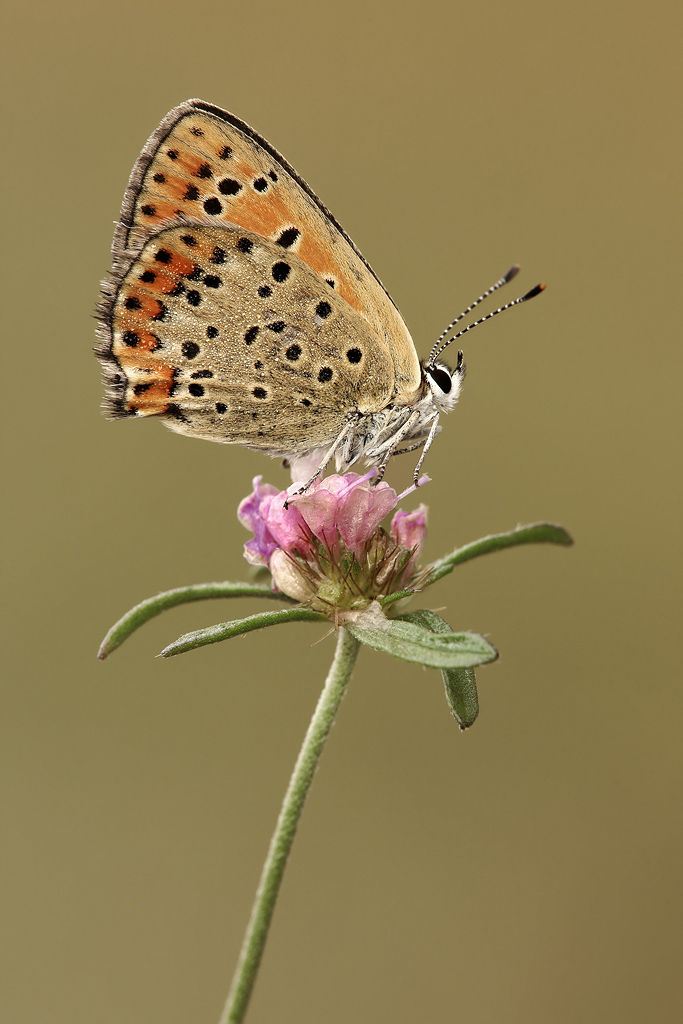 Lycaena Tityrus