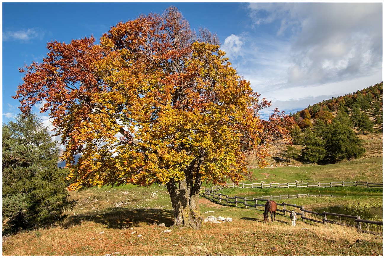 Semplicemente autunno.