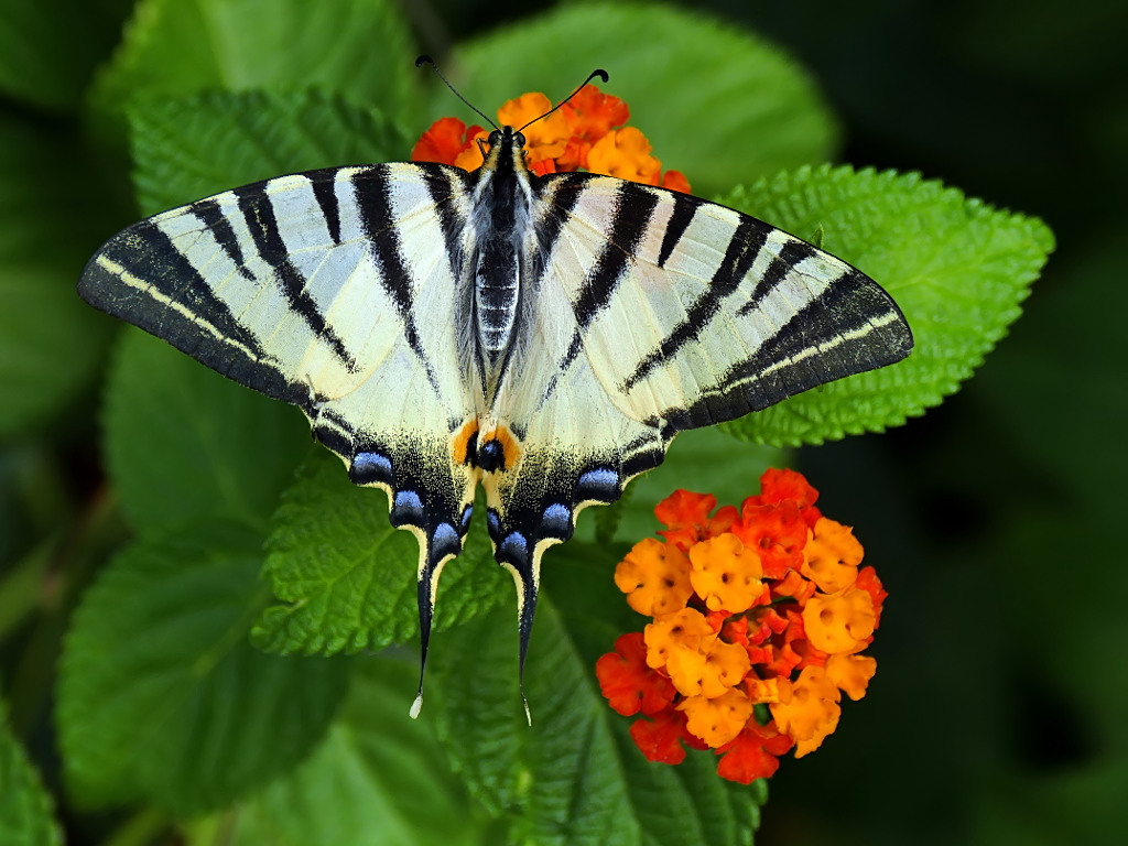 *** Sar� l'ultimo??? ***