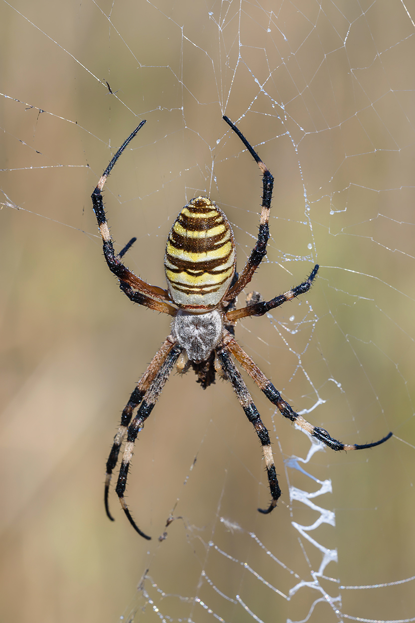 Argiope