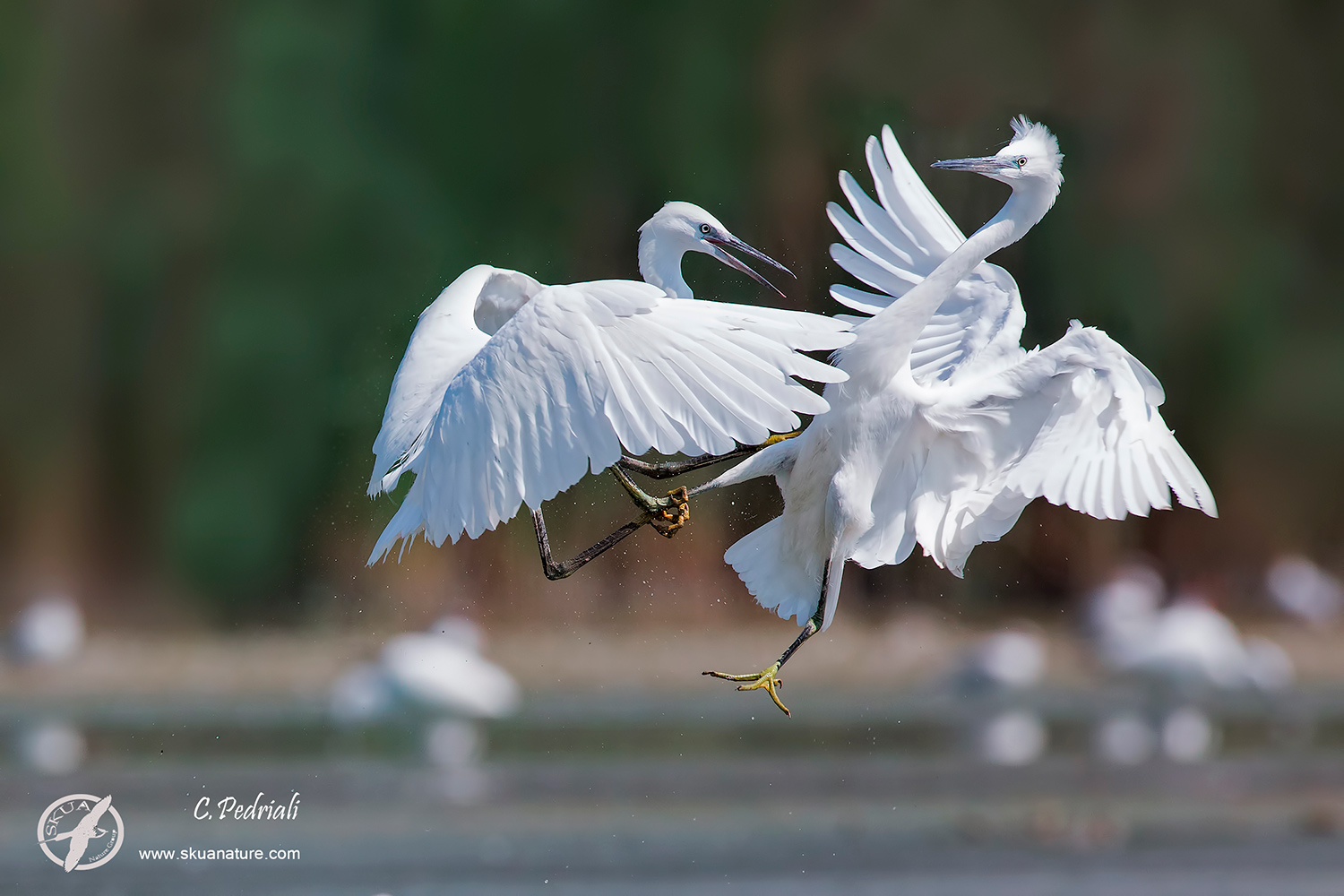 Garzette... Mortal Combact...