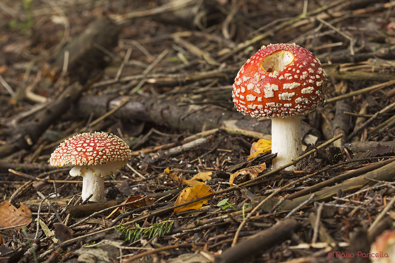 Amanita muscaria