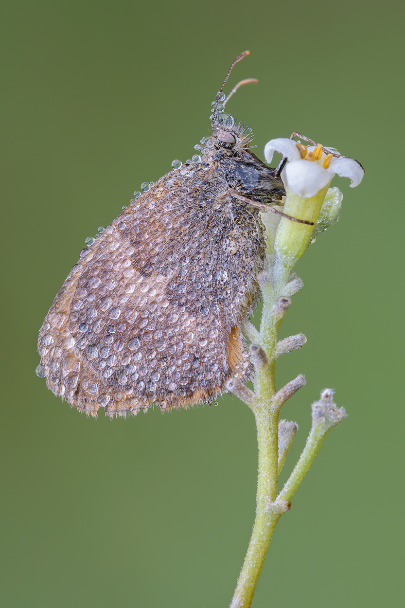 Coenonympha pamphilus