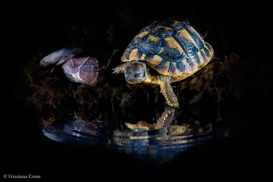 Io mi diverto cos�...