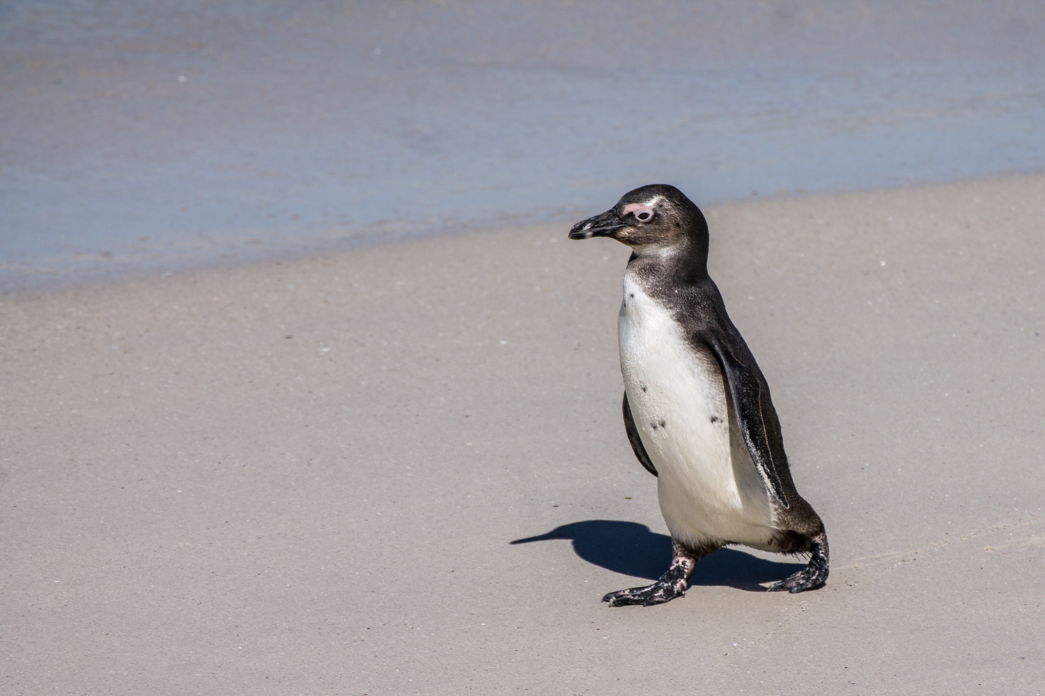 Pinguino sovrappensiero