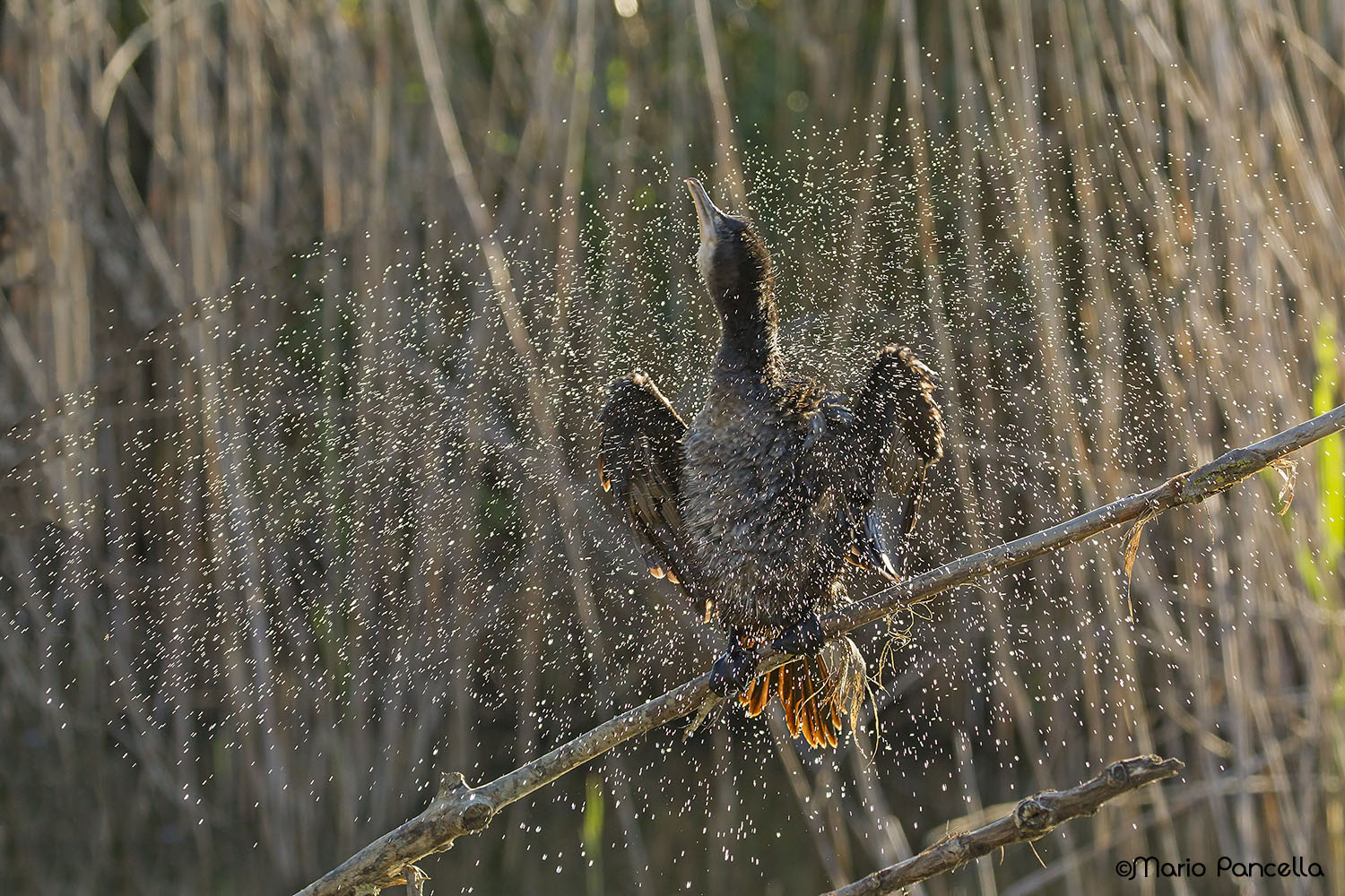 Marangone controluce