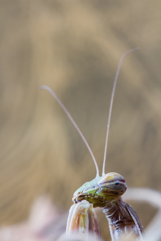Profilo... sinistro!!
