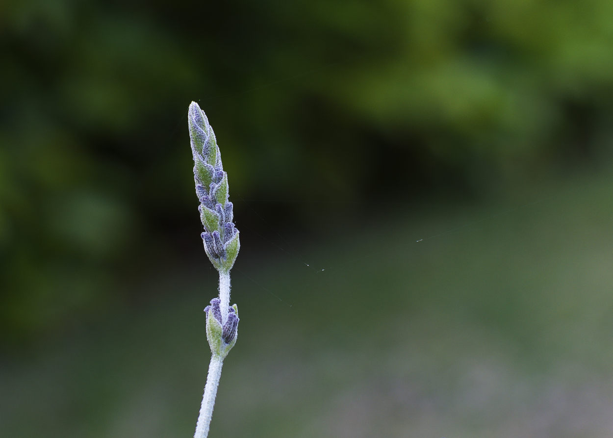Stelo di lavanda