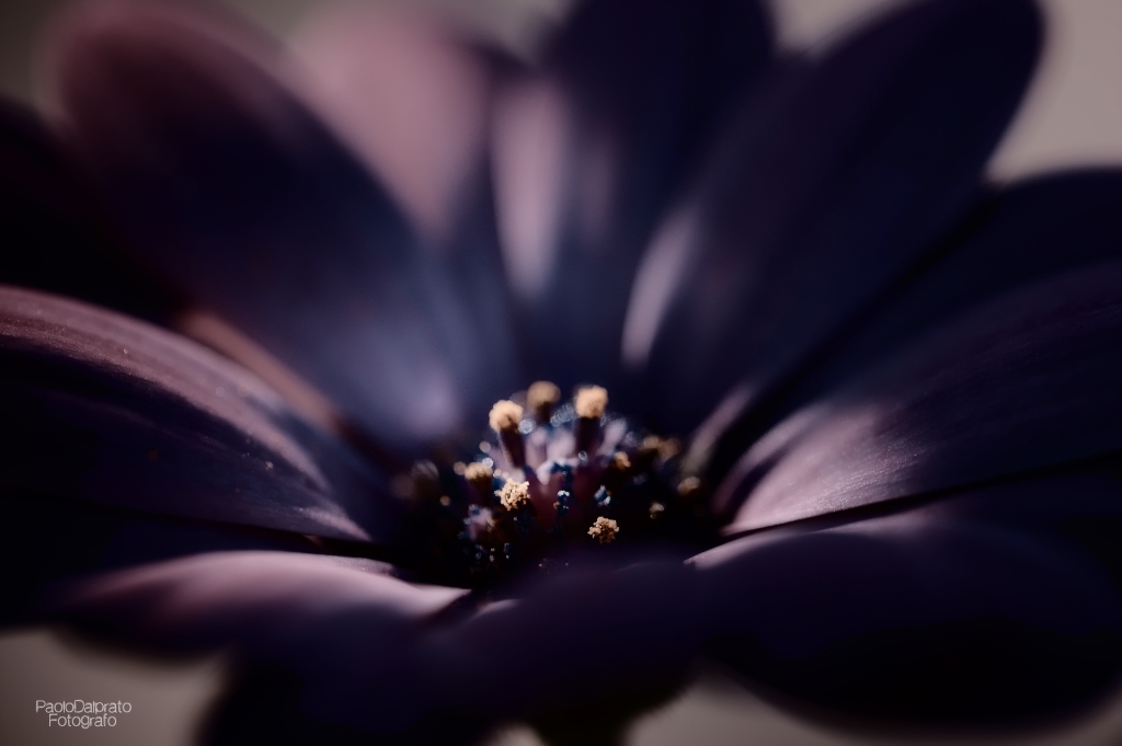 Non faccio foto di fiori