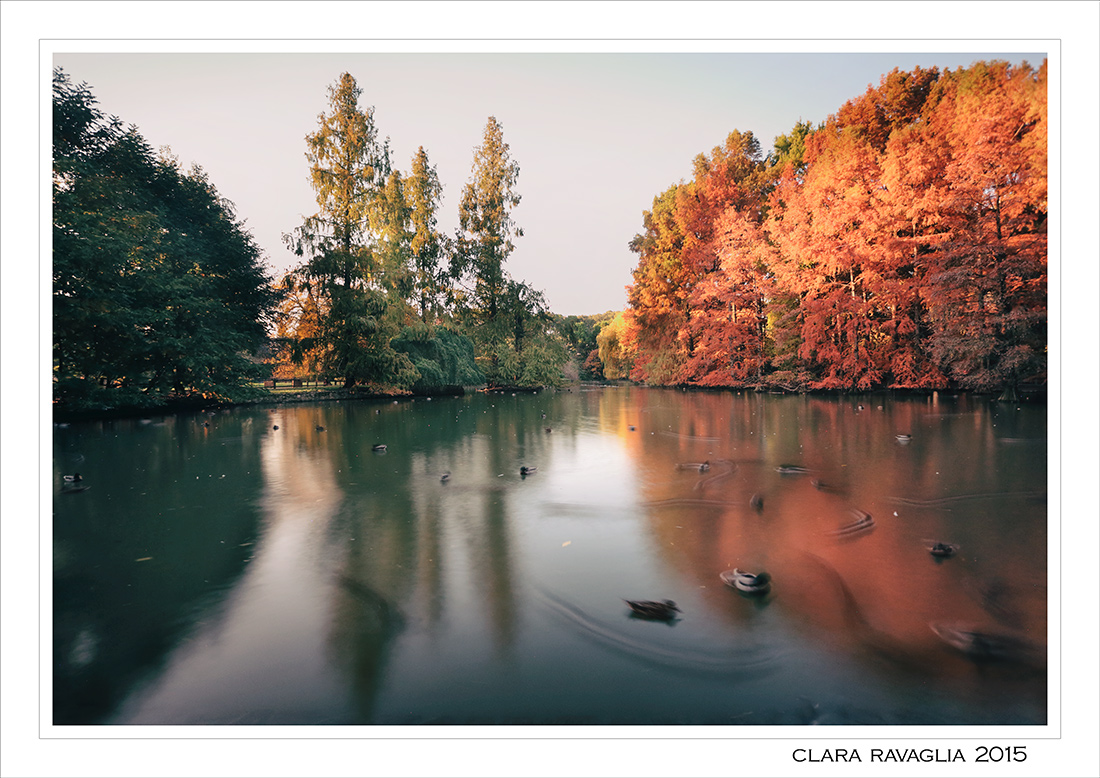 Le anatre... pattinatrici