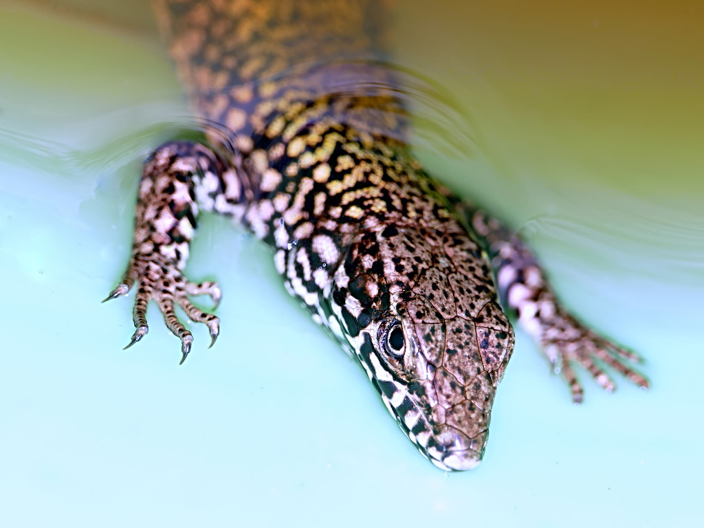 *** Lucy in piscina ***