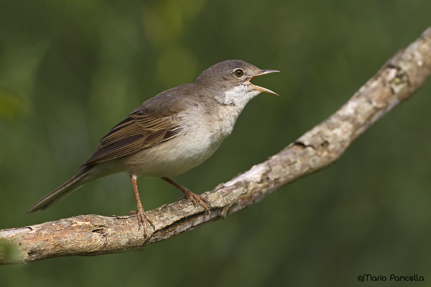 Sterpazzola (Sylvia communis)