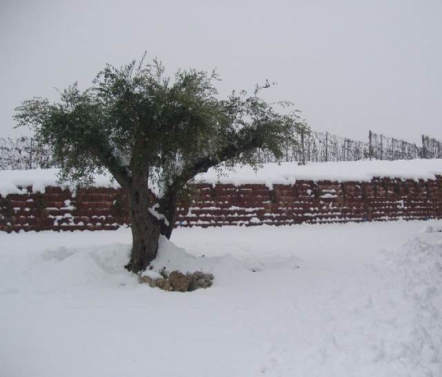 ulivo innevato