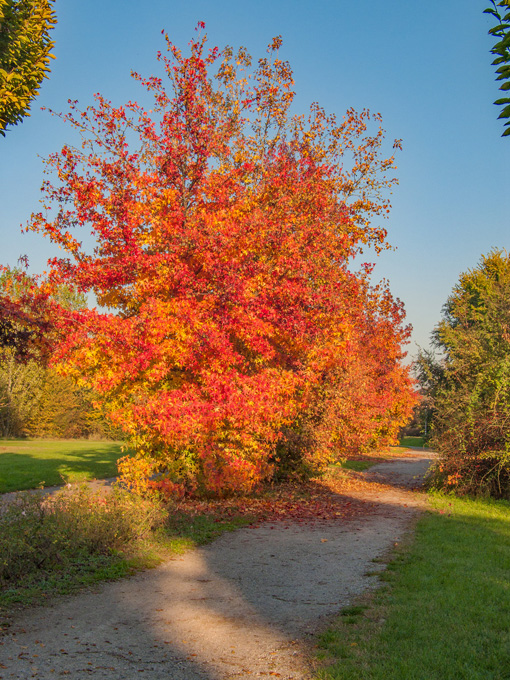 i colori dell'autunno