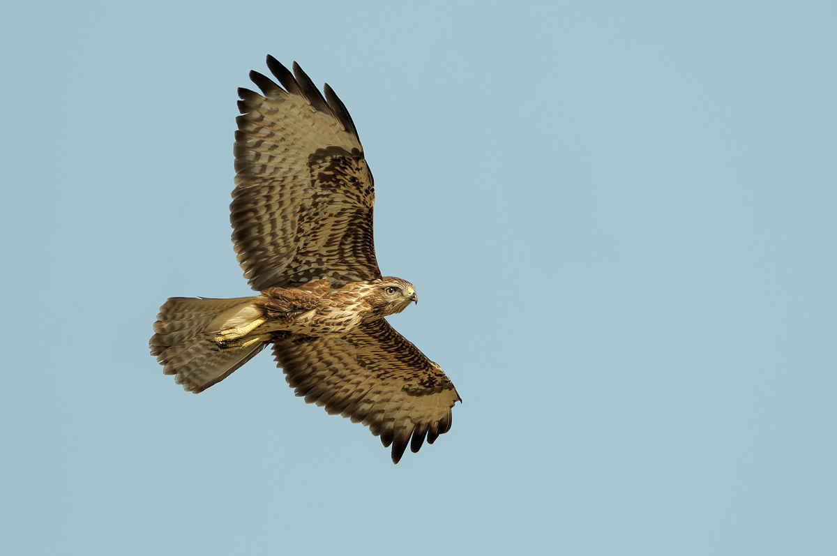 Poiana (Buteo buteo)