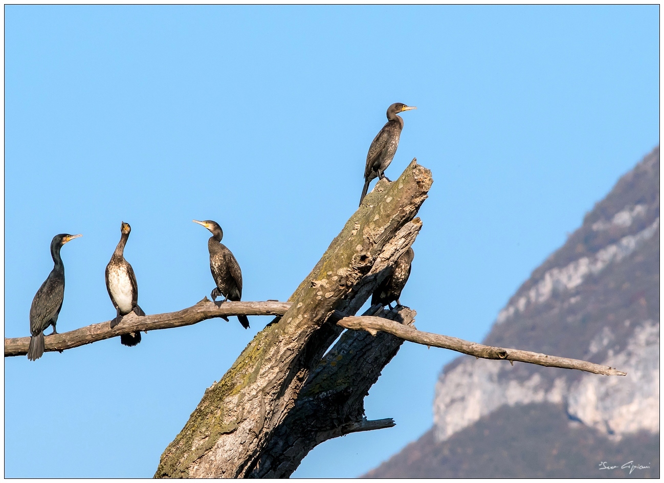 In coda per il trampolino.