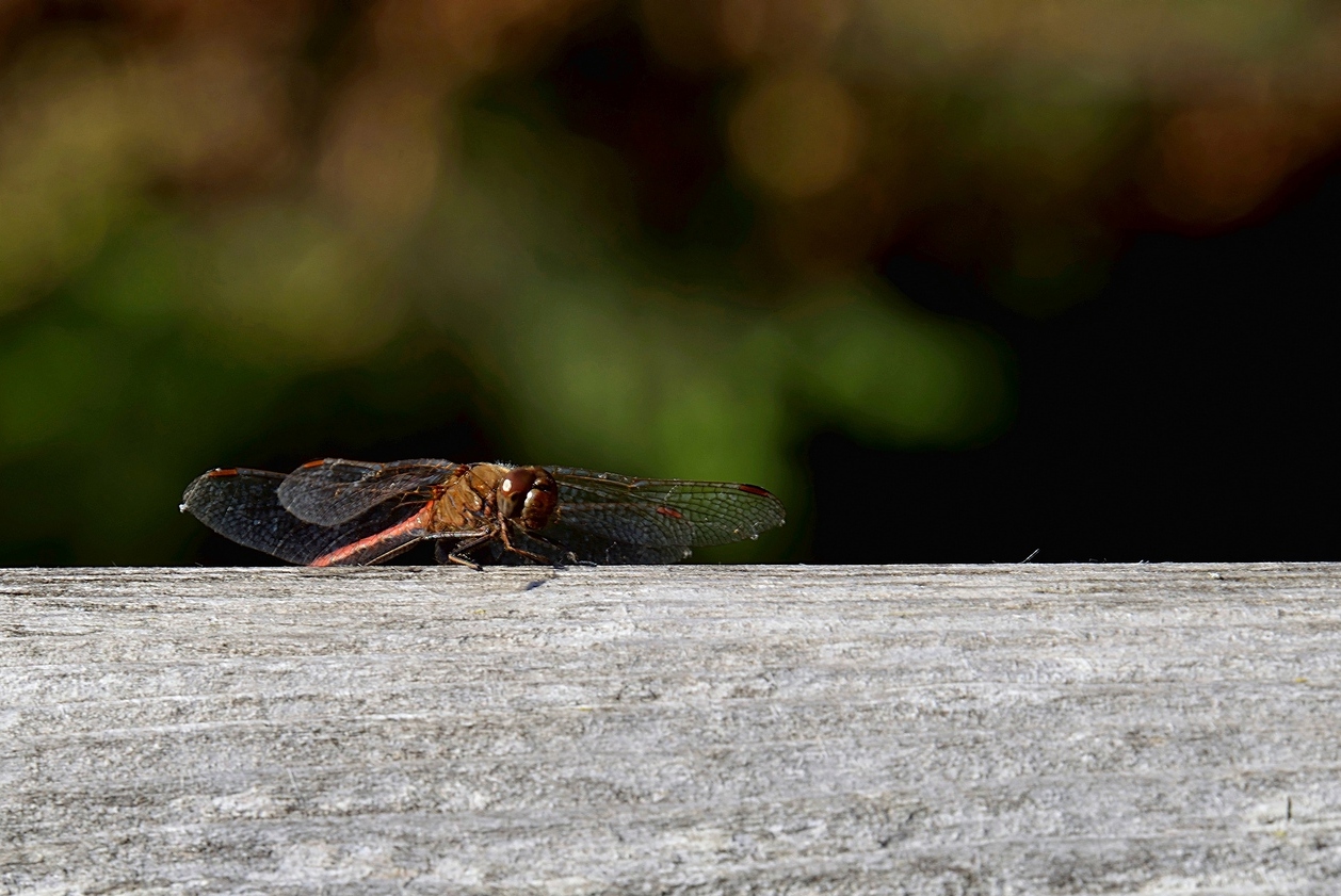 Libellula novembrina