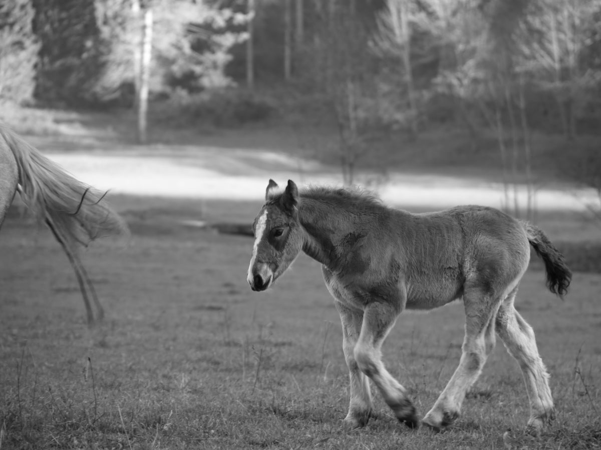 la coda di mia madre... una certezza!