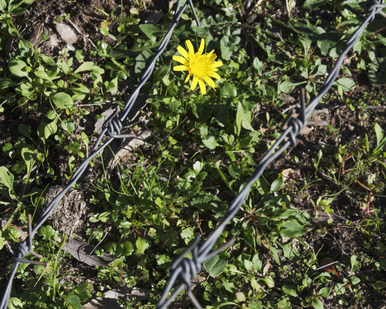 Tra il filo spinato!