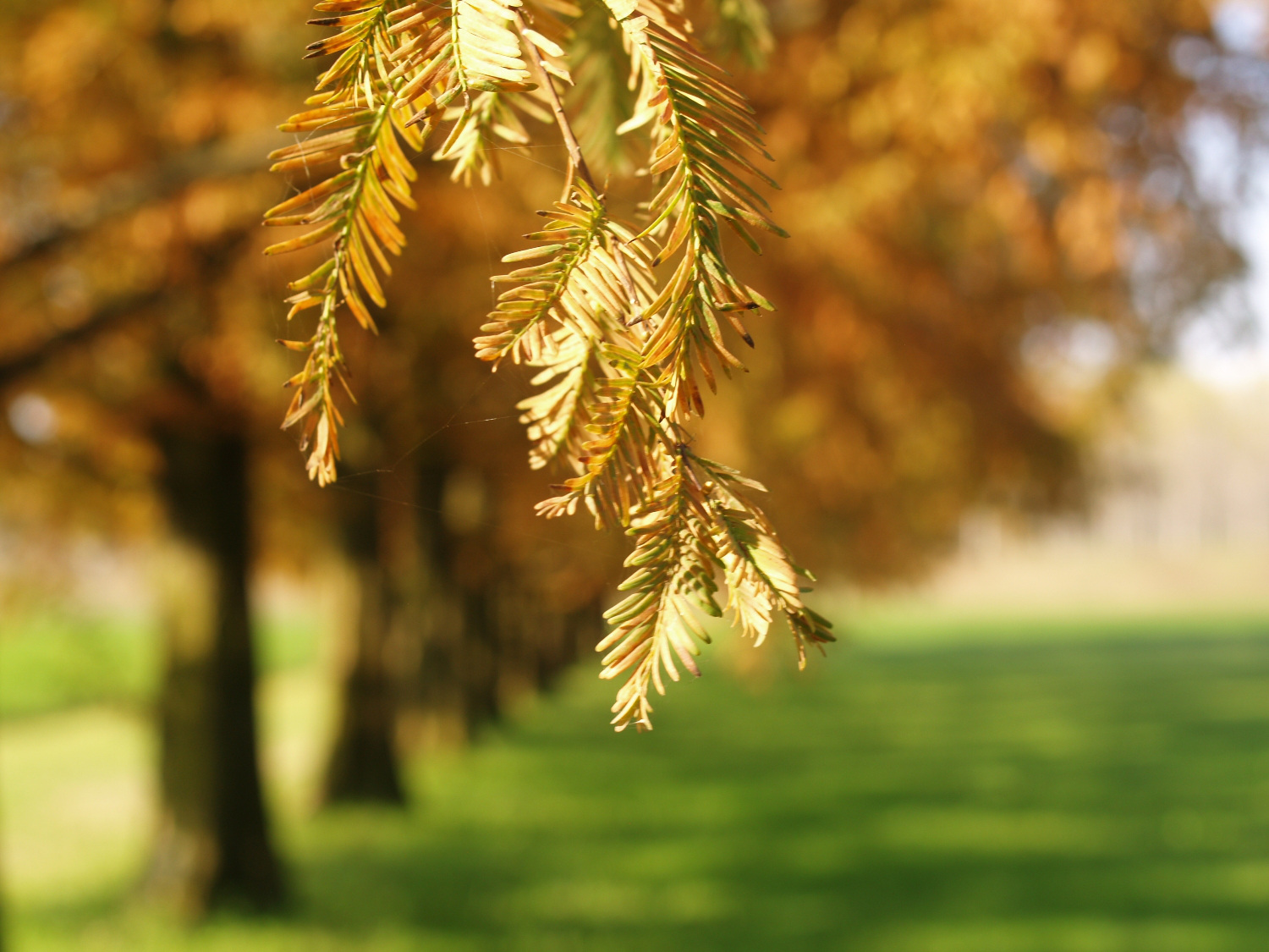 Primavera di novembre II�