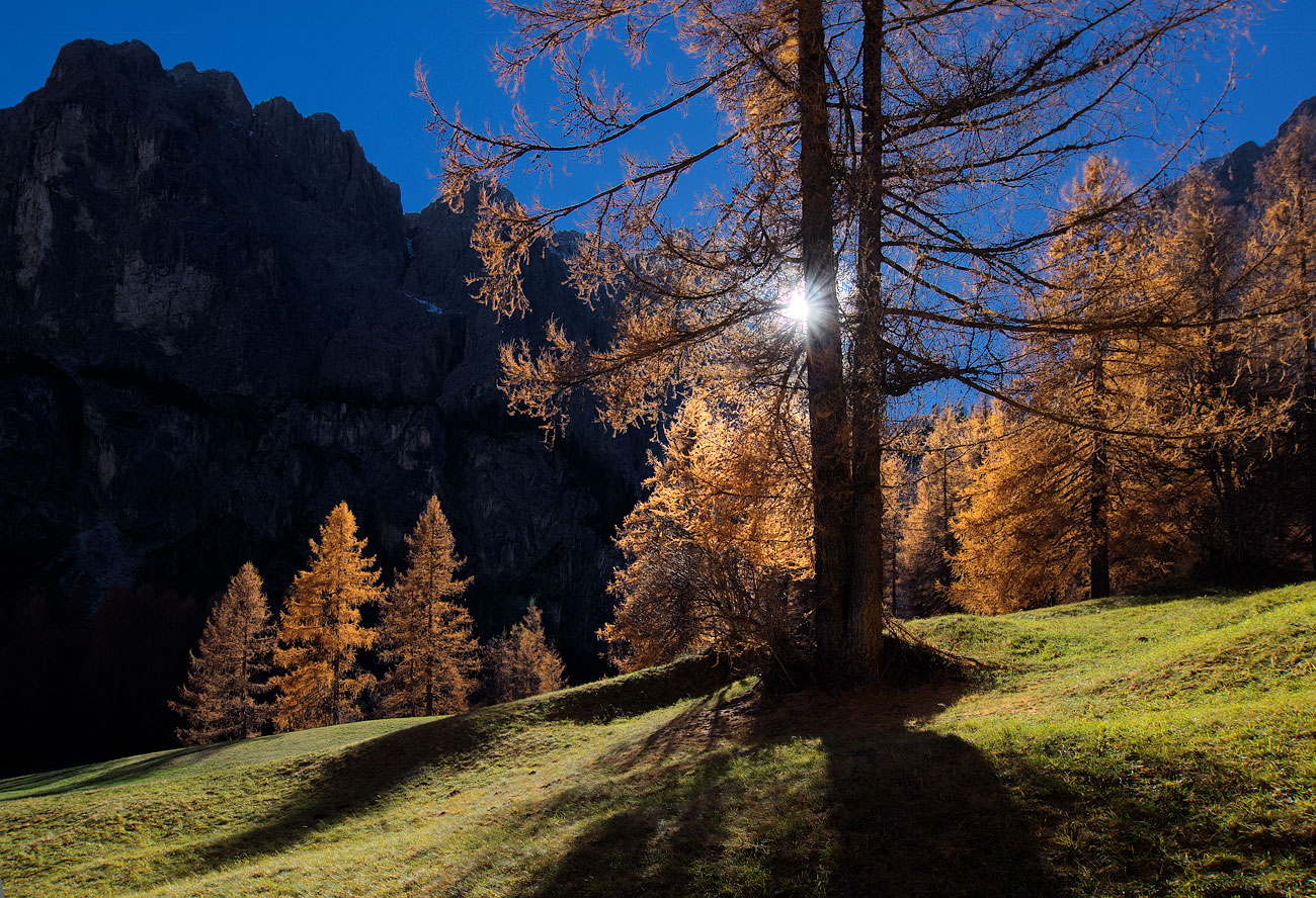 gli ultimi larici prima dell'inverno