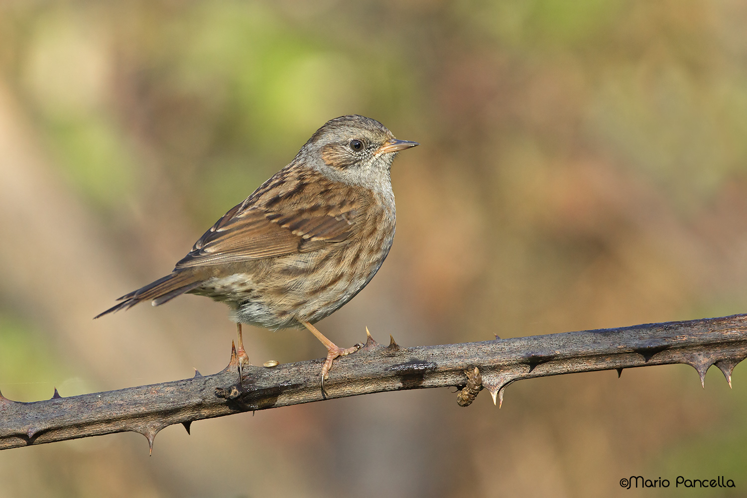 Passera scopaiola (Prunella modularis)