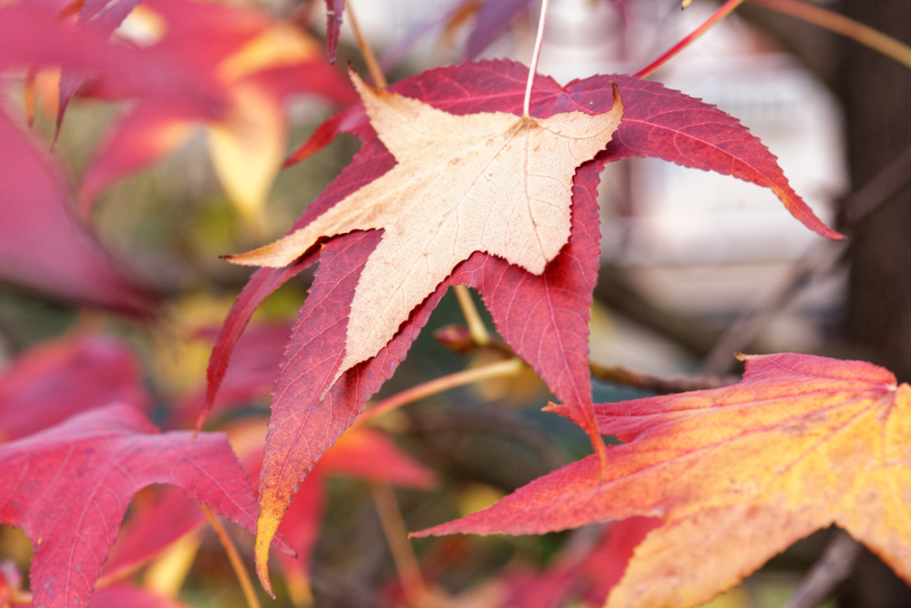 Cadremo forse insieme