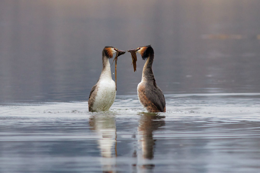 La danza del pinguino