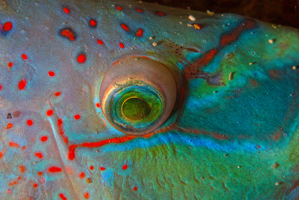 Tropici? No: Mare nostrum