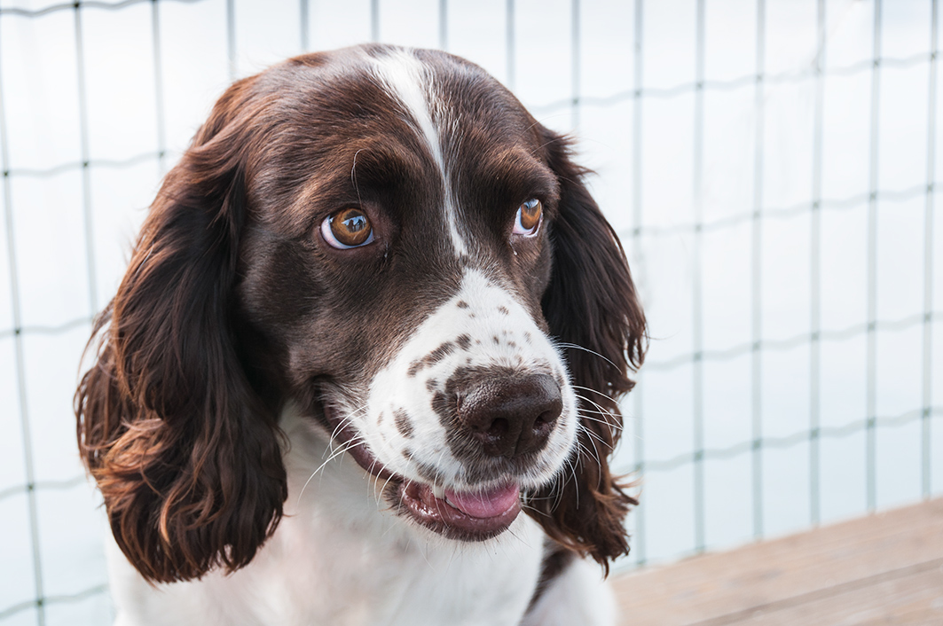 I suoi occhi mi fanno una domanda Quale ??