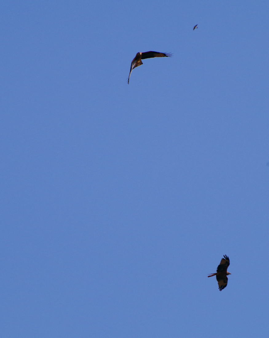 Tu distrai io attacco