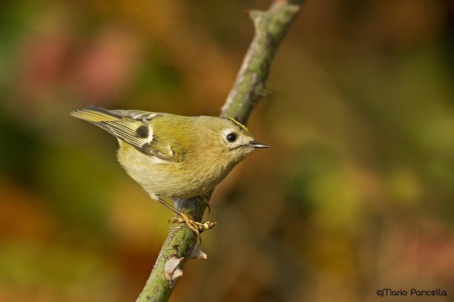 Regolo (Regulus regulus)