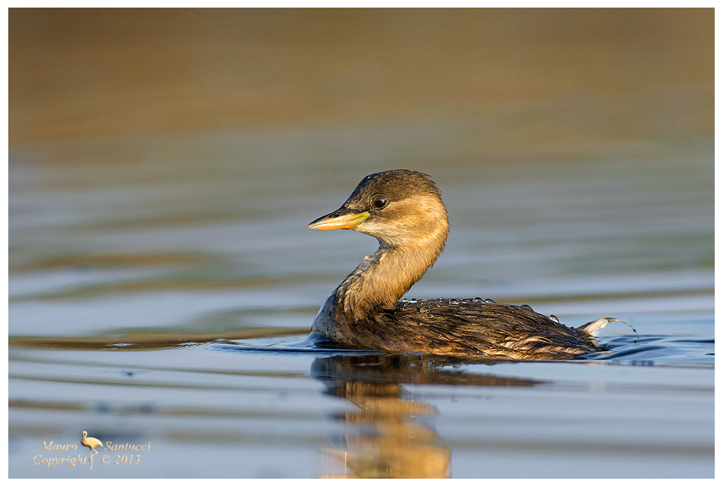 Illuminami o sole__Tuffetto
