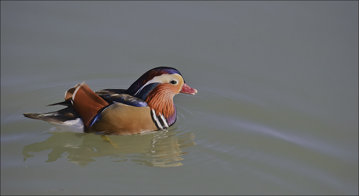 Anatra mandarina (1)