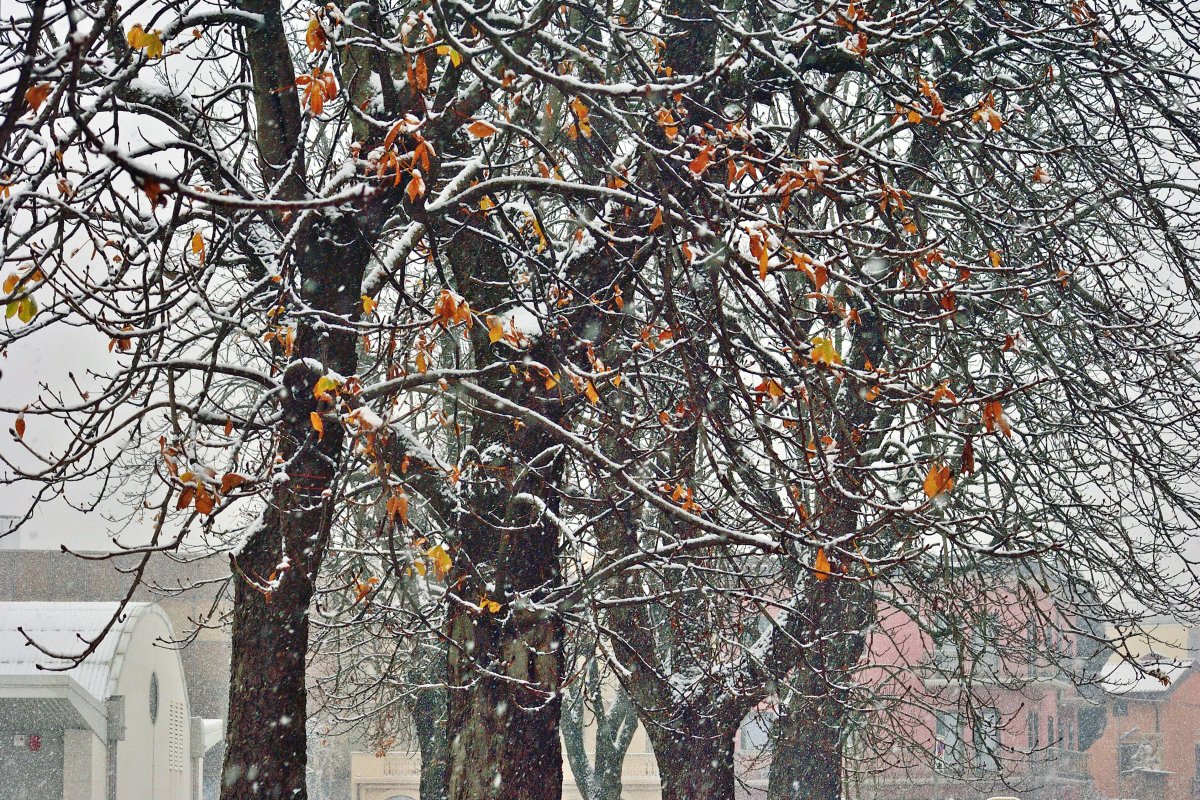 ultime foglie d'autunno