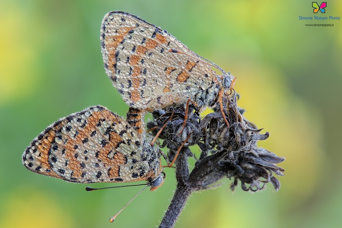 Melitaea Connection....